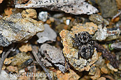 V-Fleck-Springspinne (Aelurillus v-insignitus) (F190357)