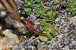 Gentiana schleicheri (F190363)