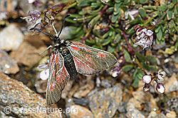 Alpen-Widderchen (Zygaena exulans) an Kriechendem Gipskraut (Gypsophila repens) (F190414)