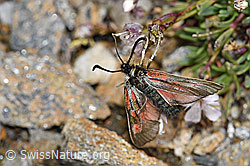 Alpen-Widderchen (Zygaena exulans) an Kriechendem Gipskraut (Gypsophila repens) (F190415)