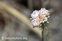 Gemeines Katzenpfötchen (Antennaria dioica) (F190483) Gemeines Katzenpfötchen (Antennaria dioica) (F190483)