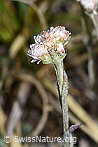 Gemeines Katzenpfötchen (Antennaria dioica) (F190484) Gemeines Katzenpfötchen (Antennaria dioica) (F190484)