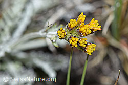 Graues Greiskraut (Senecio incanus) (F190506)