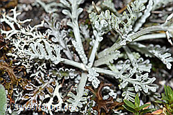 Graues Greiskraut (Senecio incanus) (F190507)