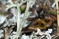 Graues Greiskraut (Senecio incanus) (F190508)