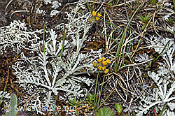 Graues Greiskraut (Senecio incanus) (F190509)