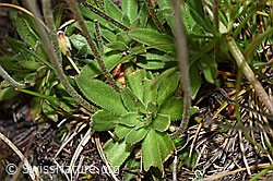Stumpfblättriger Mannsschild (Androsace obtusifolia) (F190543) Stumpfblättriger Mannsschild (Androsace obtusifolia) (F190543)