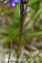 Phyteuma hemisphaericum (F190552)
