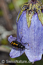Bärtige Glockenblume (Campanula barbata)