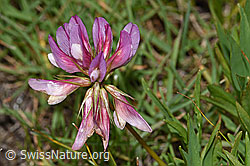 Foto: Alpen-Klee (Trifolium alpinum)