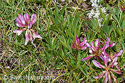 Foto: Alpen-Klee (Trifolium alpinum)