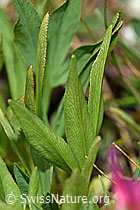 Foto: Alpen-Klee (Trifolium alpinum)