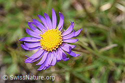 Alpen-Aster (Aster alpinus) (F190582) Alpen-Aster (Aster alpinus) (F190582)