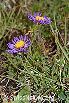 Alpen-Aster (Aster alpinus) (F190586) Alpen-Aster (Aster alpinus) (F190586)