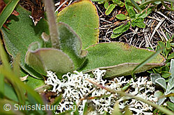 Arnika (Arnica montana) (F190592)