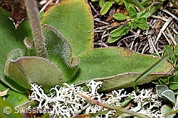 Arnika (Arnica montana) (F190593)
