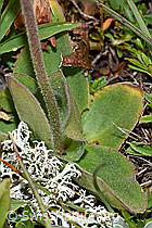 Arnika (Arnica montana) (F190594)