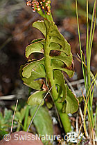 Echte Mondraute (Botrychium lunaria) (F190610)