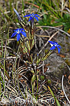 Gentiana nivalis (F190627)