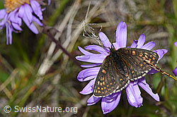 Aster