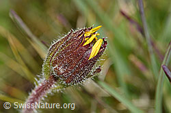 Arnika (Arnica montana) (F190661)