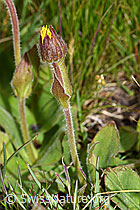 Arnika (Arnica montana) (F190663)