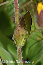 Arnika (Arnica montana) (F190665)