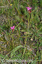 F190686: Gewöhnliche Kartäuser-Nelke (Dianthus carthusianorum)