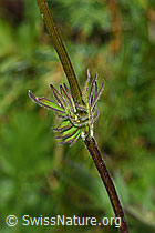 Foto: Verschiedenblättriger Baldrian (Valeriana versifolia)