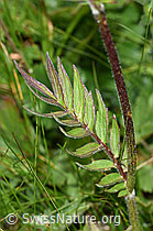 Foto: Verschiedenblättriger Baldrian (Valeriana versifolia)