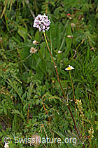 Foto: Verschiedenblättriger Baldrian (Valeriana versifolia)