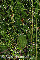 F190711: Grosses Zweiblatt (Neottia ovata)