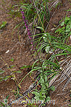 Braunrote Sumpfwurz (Epipactis atrorubens) (08.08.2021, F190720)