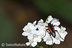 Kleiner Schmalbock (Stenurella melanura) auf Moschus-Schafgarbe (Achillea erba-rotta)
