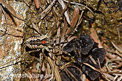 Gemeiner Gebirgsweberknecht (Mitopus morio) (08.08.2021, F190733)