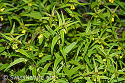 Wald-Wachtelweizen (Melampyrum sylvaticum) (F190755) Wald-Wachtelweizen (Melampyrum sylvaticum) (F190755)