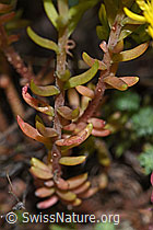Photo: Sedum rupestre