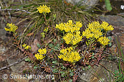 Photo: Sedum rupestre
