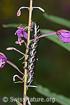 Nachtkerzenschwärmer (Proserpinus proserpina) an Wald-Weidenröschen (Epilobium angustifolium)