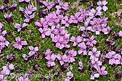 Kalk-Polsternelke (Silene acaulis) (F191523) Kalk-Polsternelke (Silene acaulis) (F191523)