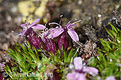 Kalk-Polsternelke (Silene acaulis) (F191525) Kalk-Polsternelke (Silene acaulis) (F191525)