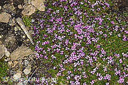 Kalk-Polsternelke (Silene acaulis) (F191527) Kalk-Polsternelke (Silene acaulis) (F191527)