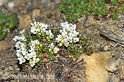 Kurzstängelige Gämskresse (Pritzelago alpina ssp. brevicaulis) (F191538)