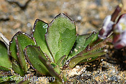 Bläuliche Gänsekresse (Arabis caerulea) (F191541)