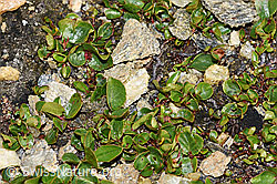 Kraut-Weide (Salix herbacea) (08.2021, F191557)