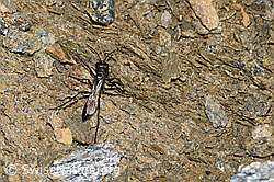 Podalonia alpina (Grabwespe) (F191588)