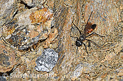 Podalonia alpina (Grabwespe) (08.2021, F191594)