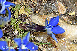 Schleichers Enzian (Gentiana schleicheri) (08.2021, F191609)