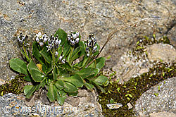 Bläuliche Gänsekresse (Arabis caerulea) (08.2021, F191994)