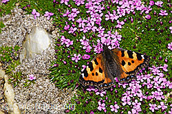 Kleiner Fuchs (Aglais urticae) auf Kalk-Polsternelke (Silene acaulis) (08.2021, F192001)